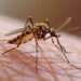 Cuándo acudir a urgencias por dengue y cómo frenar el mosquito
