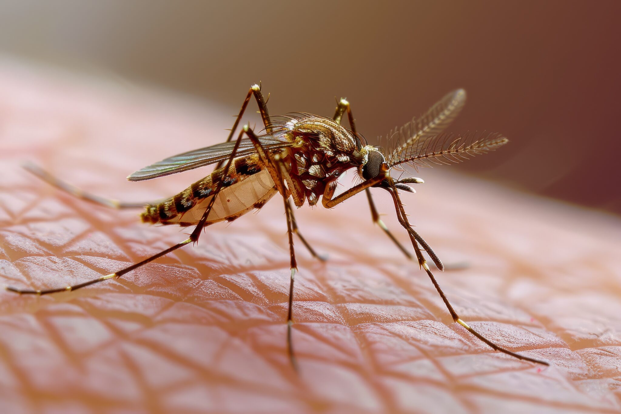 Cuándo acudir a urgencias por dengue y cómo frenar el mosquito